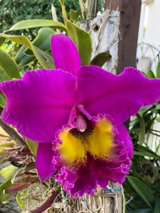 Rhyncholaeliocattleya Memoria Crispin Rosales