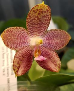 Phalaenopsis Mituo Gigan Reflex