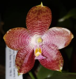 Phalaenopsis Mituo Gigan Reflex