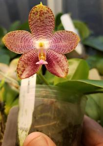 Phalaenopsis Mituo Gigan Reflex