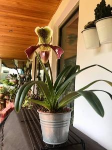 Paphiopedilum Van Dijk