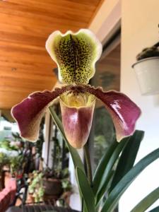 Paphiopedilum Van Dijk