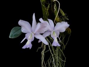 Cattleya Brazilian Jewel