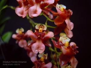 Oncidium Twinkle