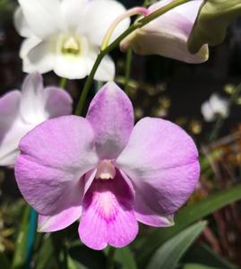 Dendrobium Burana Pearl-White