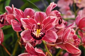 Cymbidium Winter Fire