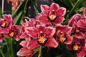 Cymbidium Winter Fire