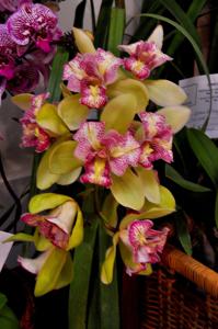 Cymbidium Green Valley