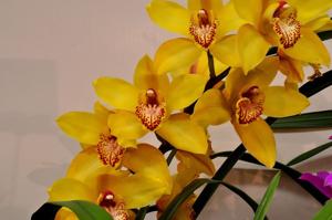 Cymbidium Via Ambarino