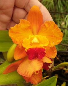 Rhyncholaeliocattleya China Dragon