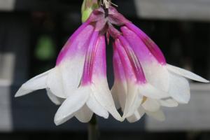 Dendrobium Pink Glow