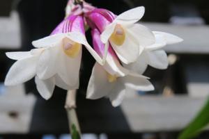 Dendrobium Pink Glow