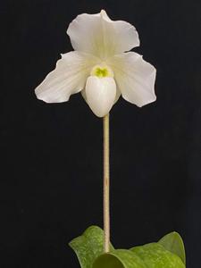 Paphiopedilum Albion