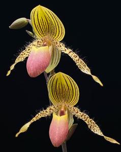 Paphiopedilum Transvaal