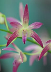 Dendrobium Anne's Rainbow Surprise