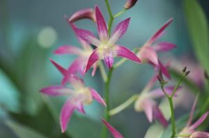 Dendrobium Anne's Rainbow Surprise