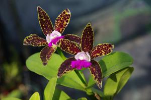 Cattleya Chialin Doll