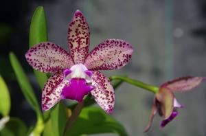 <i>Cattlianthe</i> Deception Dots