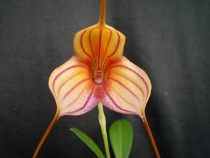 Masdevallia Teipels Supertiger