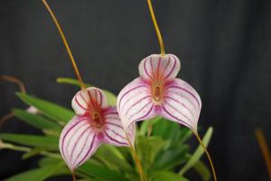 Masdevallia Teipels Supertiger