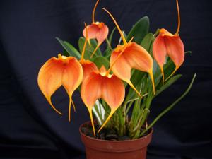 Masdevallia Teipels Gold