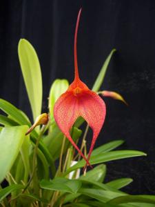 Masdevallia Teipels Gold