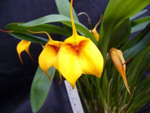 Masdevallia Teipels Gold