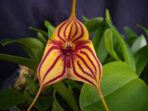 Masdevallia Teipels Zebra