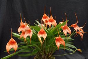 Masdevallia Teipels Tigercandy