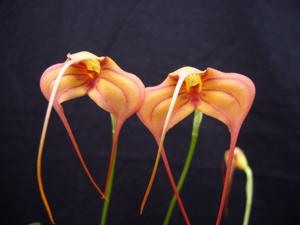 Masdevallia Teipels Rote Laterne