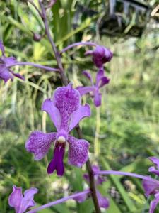 Vanda Blue Danube