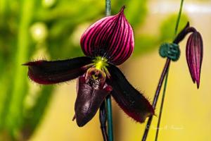 Paphiopedilum Hengduan Chocolate Freckles
