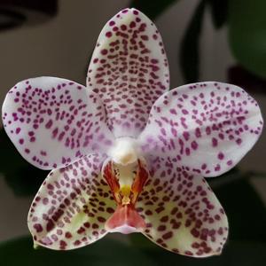 Phalaenopsis Gretchen