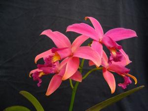 Cattleya Teipels Sincoloba