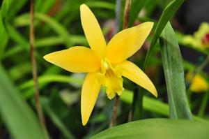 Laeliocattleya Canariensis