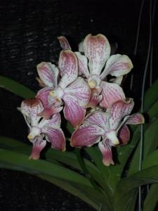 Vanda luzonica-Nibha