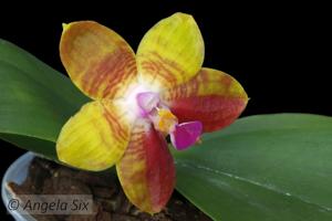 Phalaenopsis Josephine Cagas Ramon