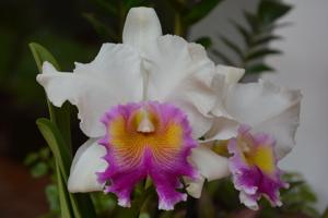 Rhyncholaeliocattleya Hillary Rodham Clinton