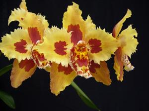 Oncidium Teipel's Herbstlaub