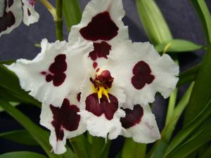 Oncidium Teipels Panda