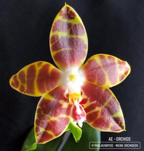 Phalaenopsis Ambonosa