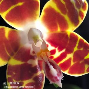 Phalaenopsis Ambonosa