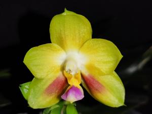 Phalaenopsis Joy Spring Canary