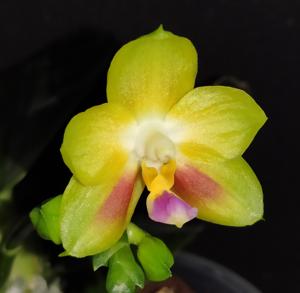 Phalaenopsis Joy Spring Canary