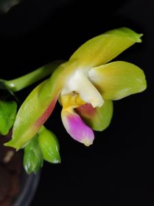 Phalaenopsis Joy Spring Canary