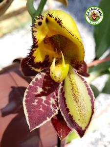 Catasetum Valdir Sanches