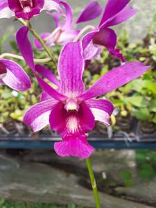 Dendrobium Mayang Maurai