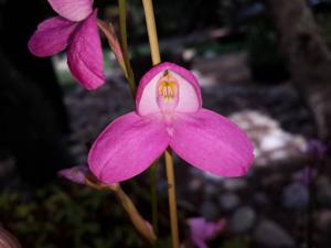 Disa Langleyensis