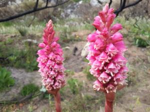 Disa langleyensis