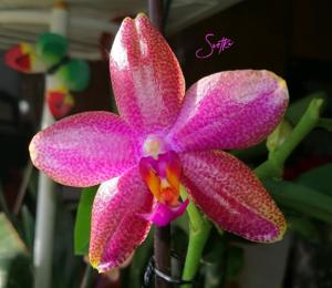 Phalaenopsis Mituo Sun-Mituo Prince